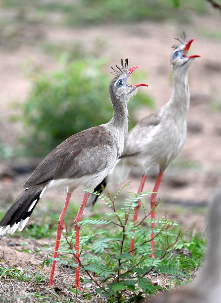 two grey birds with very long red legs, and tufty black feathers on their red beaks, with their mouths wide open two grey birds with very long red legs, and tufty black feathers on their red beaks, with their mouths wide open